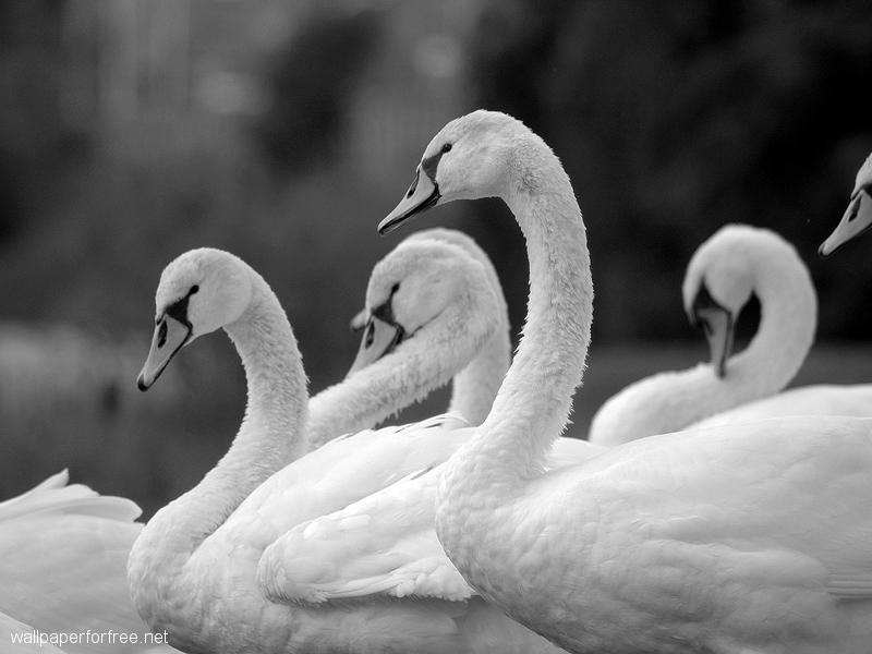 geese_pic
